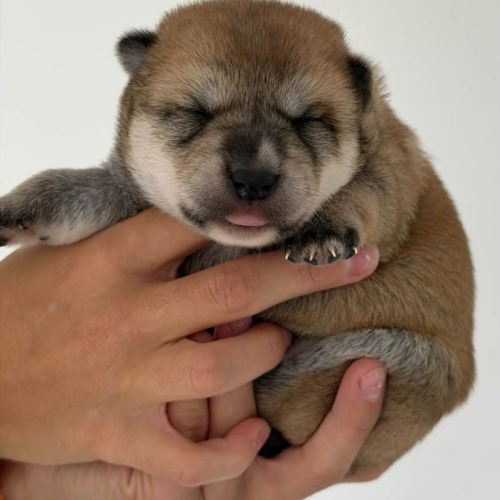 Shiba inu lof – prestigieuses origines japonaises #3