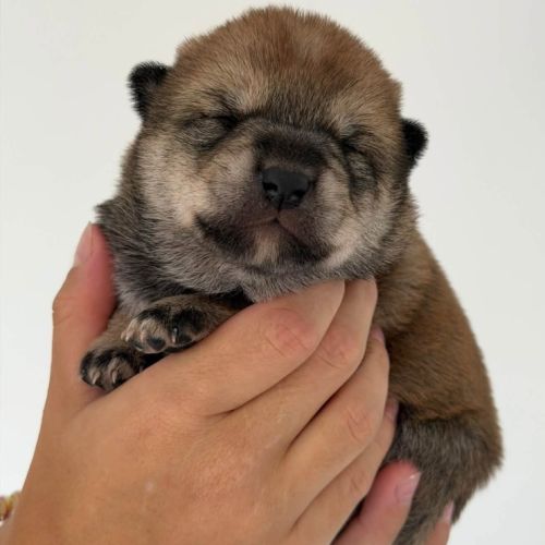 Shiba inu lof – prestigieuses origines japonaises #4