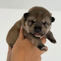 Shiba inu lof – prestigieuses origines japonaises #1