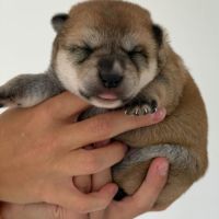 Shiba inu lof – prestigieuses origines japonaises #3