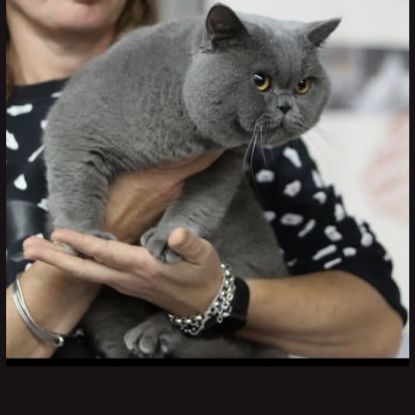 Chatons scottish straight loof #1