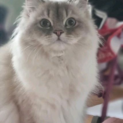 Chatons scottish straight loof