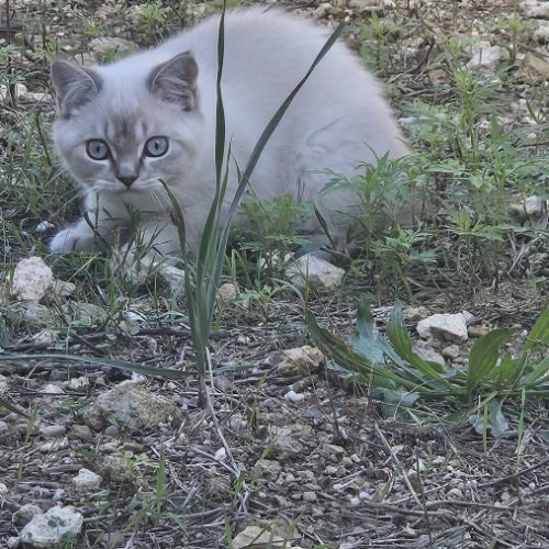 Chatons scottish straight loof #4
