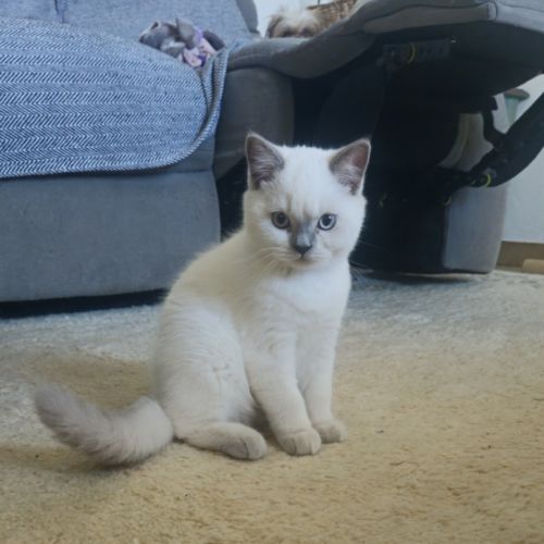 Chatons scottish straight loof #5