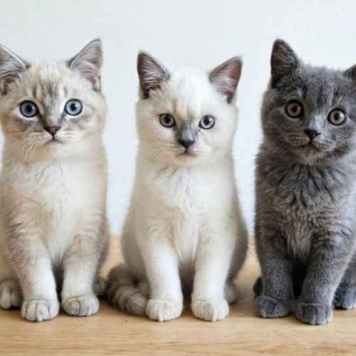 Chatons scottish straight loof #6