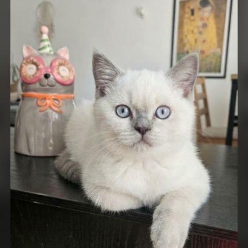 Chatons scottish straight loof #7