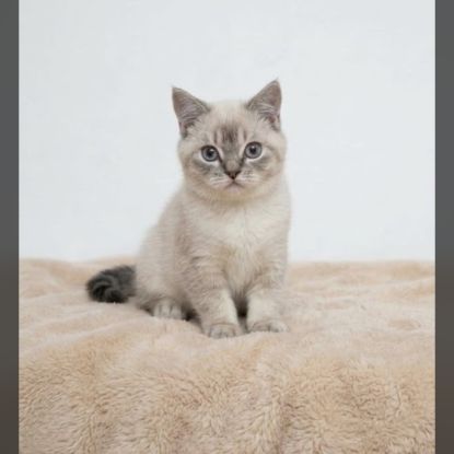 Chatons scottish straight loof #8
