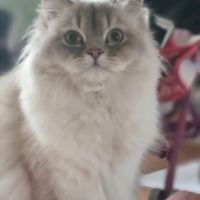 Chatons scottish straight loof #0