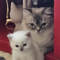Chatons scottish straight loof #3