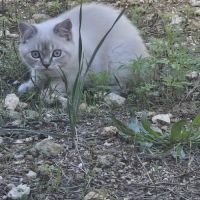 Chatons scottish straight loof #4