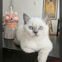 Chatons scottish straight loof #7
