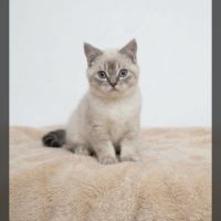 Chatons scottish straight loof #8