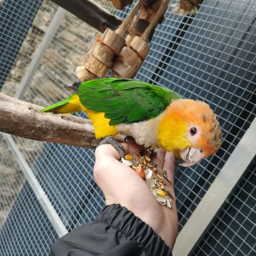 Caique 2025 #0