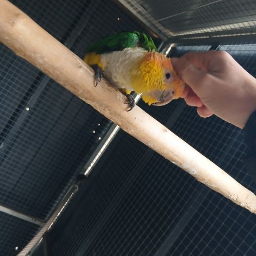 Caique 2025 #3
