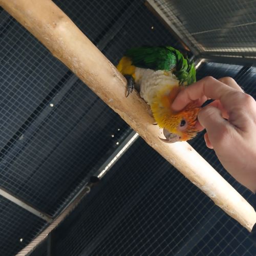 Caique 2025 #4