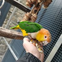 Caique 2025 #2