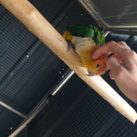Caique 2025 #4