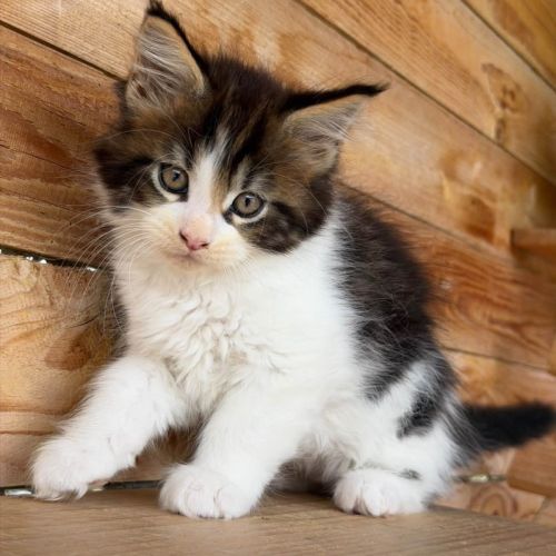 Maine coon loof – polydactyles – gros gabarit #3