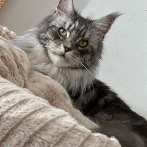 Maine coon loof – polydactyles – gros gabarit #4