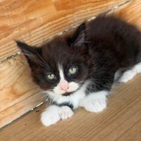 Maine coon loof – polydactyles – gros gabarit #1