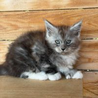 Maine coon loof – polydactyles – gros gabarit #0