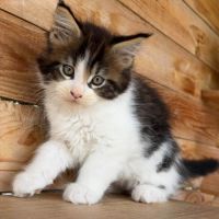 Maine coon loof – polydactyles – gros gabarit #3