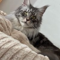 Maine coon loof – polydactyles – gros gabarit #4