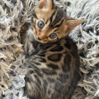 Bengal brown – prestigieuses lignées canadiennes #2