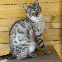 Bengal brown – prestigieuses lignées canadiennes #4