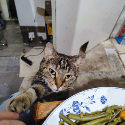 Chatte tres caline besoin jardin #4