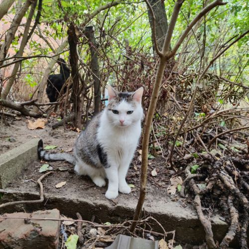 Chat calin besoin jardin