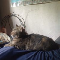 Chatte tres caline besoin jardin #1