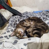 Chatte tres caline besoin jardin #2