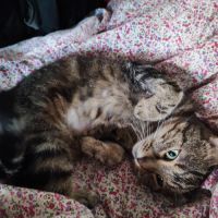 Chatte tres caline besoin jardin