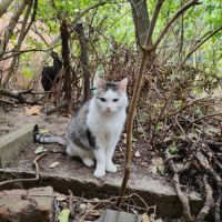 Chat calin besoin jardin