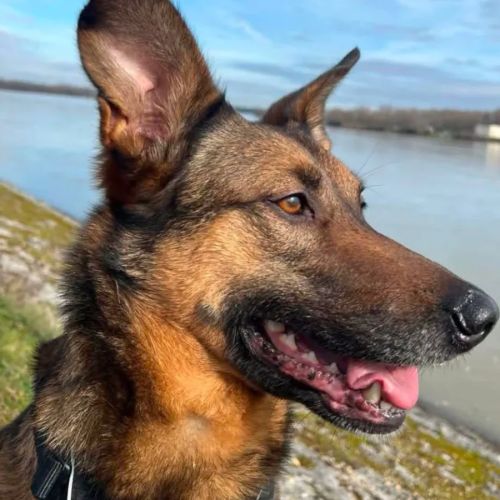 Bako - malinois #0