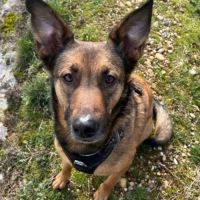 Bako - malinois #2
