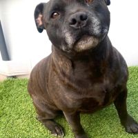 Sam - staffordshire