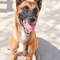 Thor - malinois
