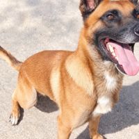 Thor - malinois #2