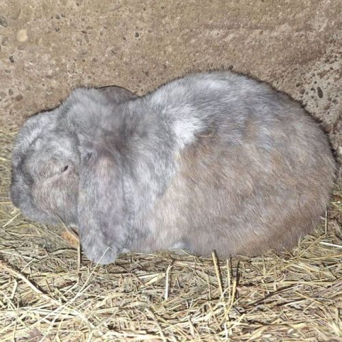 Mouchka - lapin
