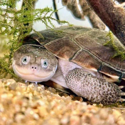 Pélomédusa - tortue