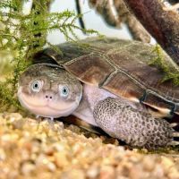 Pélomédusa - tortue #0