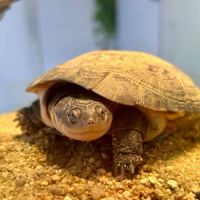 Pélomédusa - tortue #2