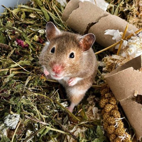 Divya - hamster