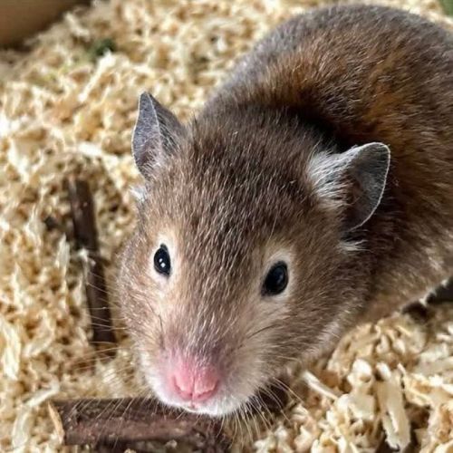 Divya - hamster #2