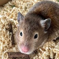Divya - hamster #2