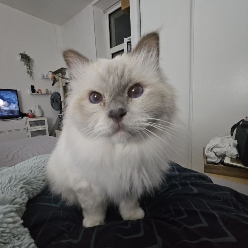 Léon 11 ans - chat senior