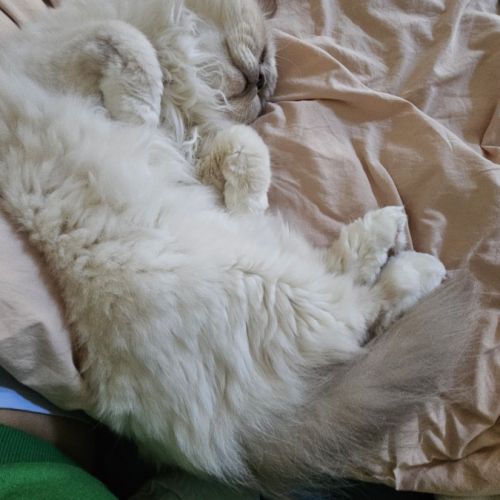 Léon 11 ans - chat senior #2