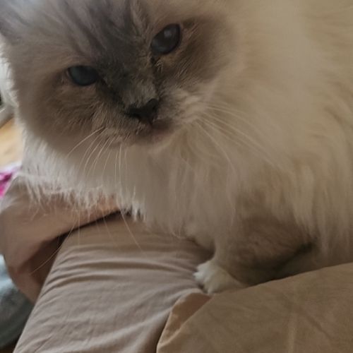 Léon 11 ans - chat senior #4